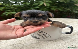 Yorkshire Terrier dogs for sale: Stunning boys looking for their new homes! - Image 9