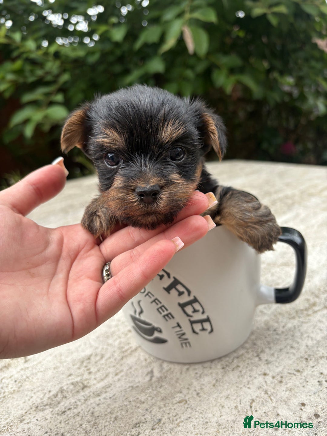 Yorkshire Terrier dogs for sale: Stunning boys looking for their new homes! - Image 9