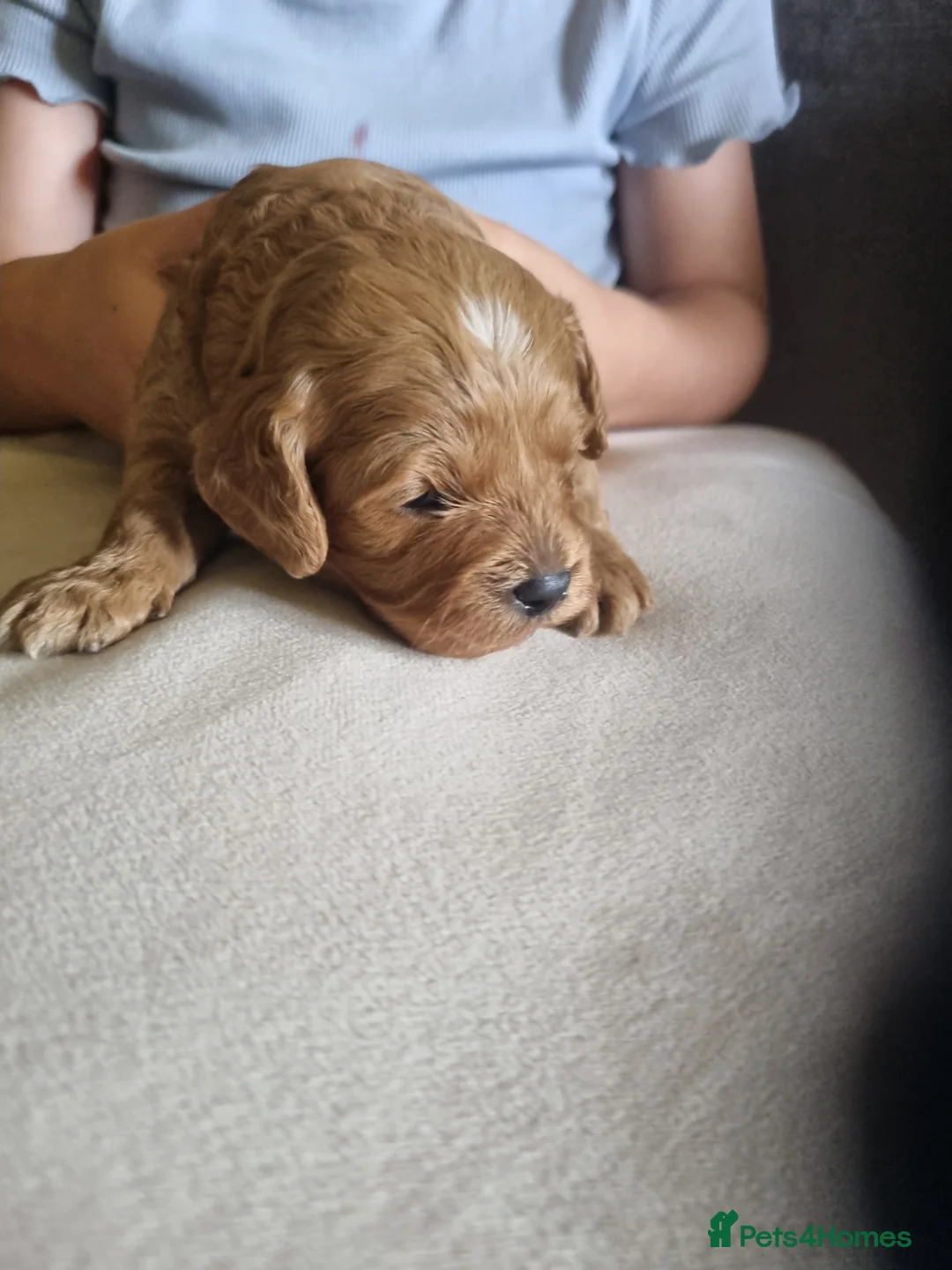 Cavapoo dogs for sale: Cavapoo F1b - Advert 5