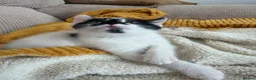Mixed Breed cats for sale: Stunning 4 Tabby  Kittens Ready for Homes - Advert 7