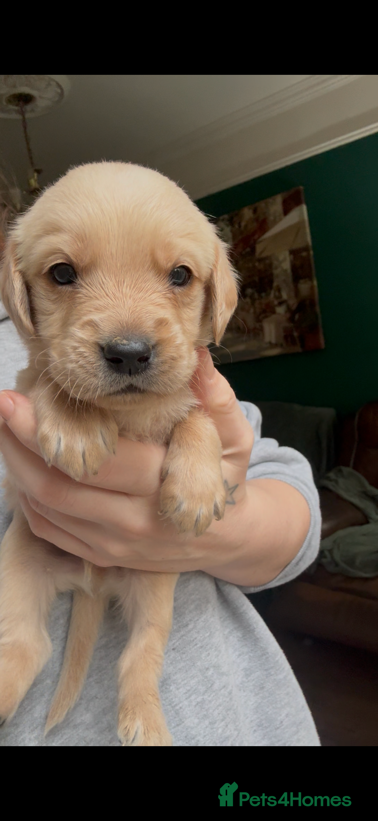 Goldador dogs 8 beautiful golden retriever x foxred lab puppies  - Advert 4