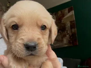 Goldador dogs 8 beautiful golden retriever x foxred lab puppies - Advert 4