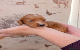 Cocker Spaniel dogs for sale: Beautiful KC Registered Working Cocker Spaniels  - Image 14