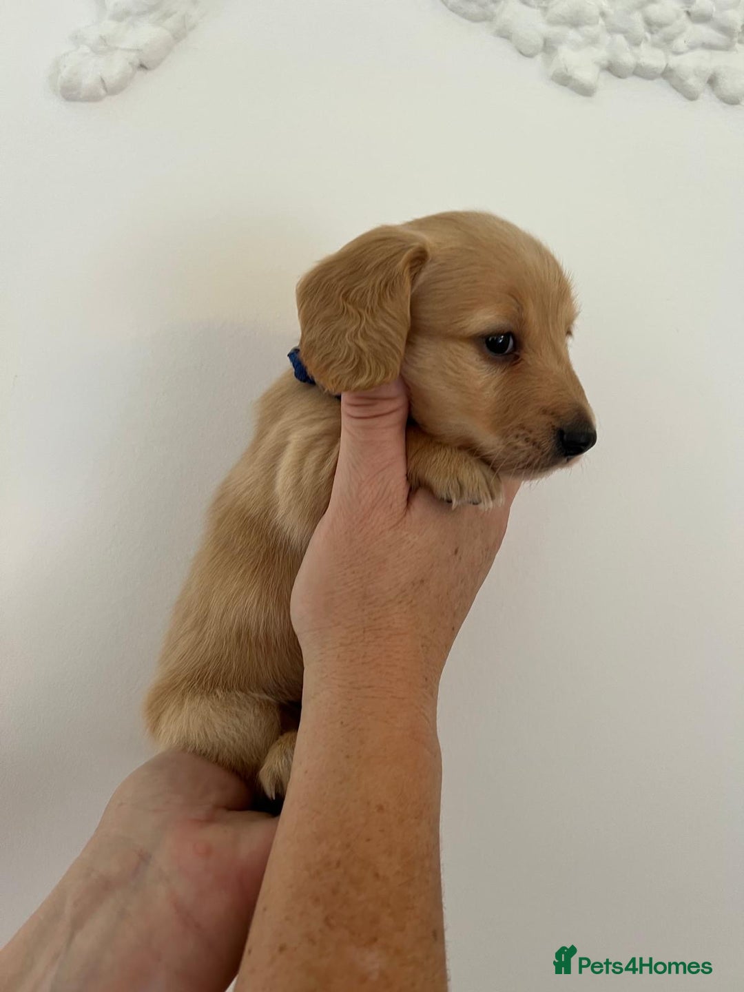 Miniature Dachshund dogs for sale: Miniature long hair dachshunds  - Image 6