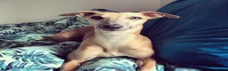 Whippet dogs for sale: Fawn Whippet puppys - Advert 5