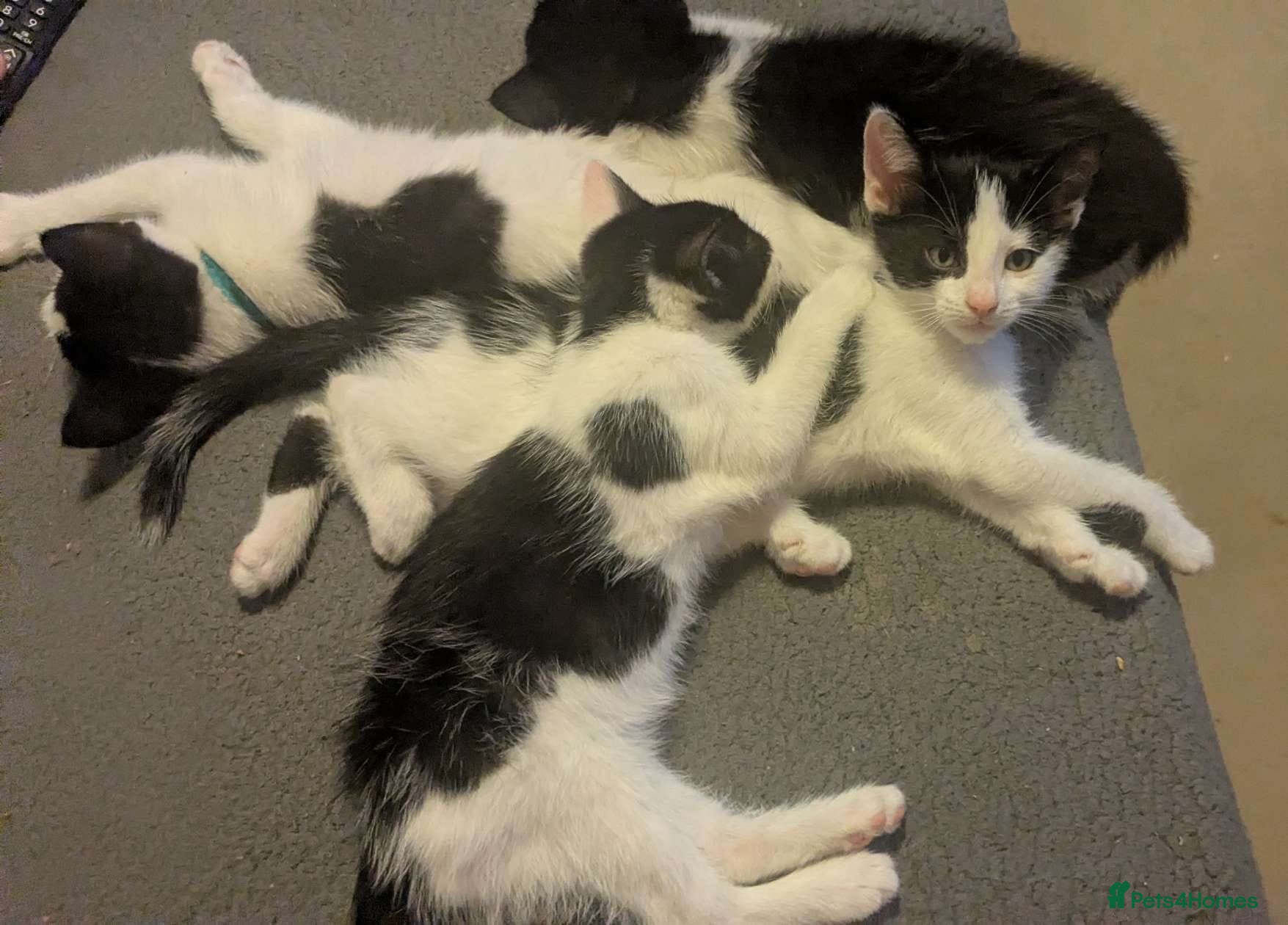 Mixed Breed cats 5 black and white kittens  - Advert 1