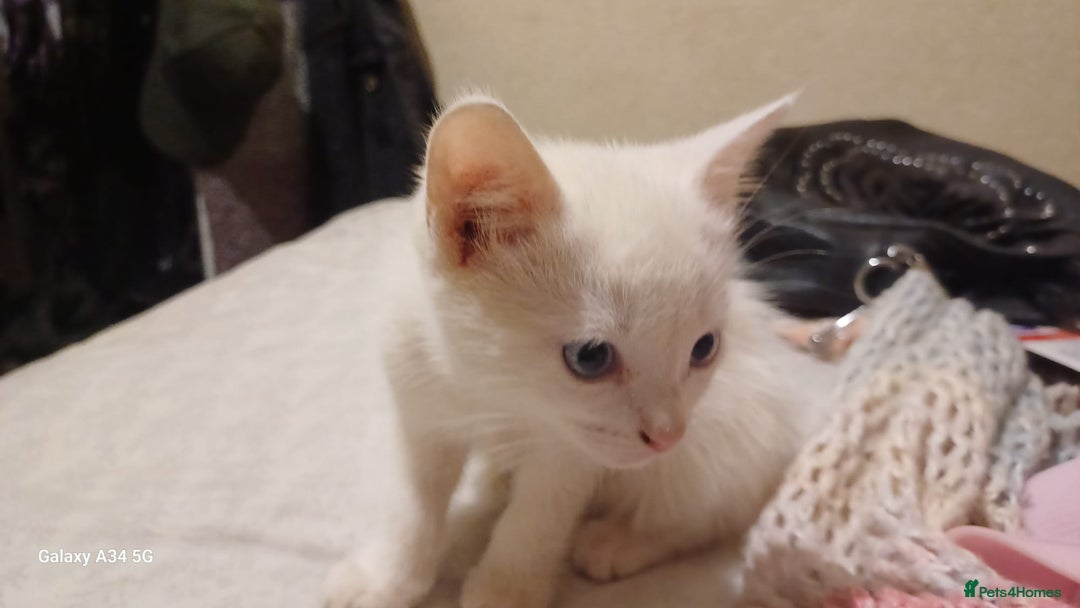 Mixed Breed cats for sale: Pure White brother and sister  - Image 5