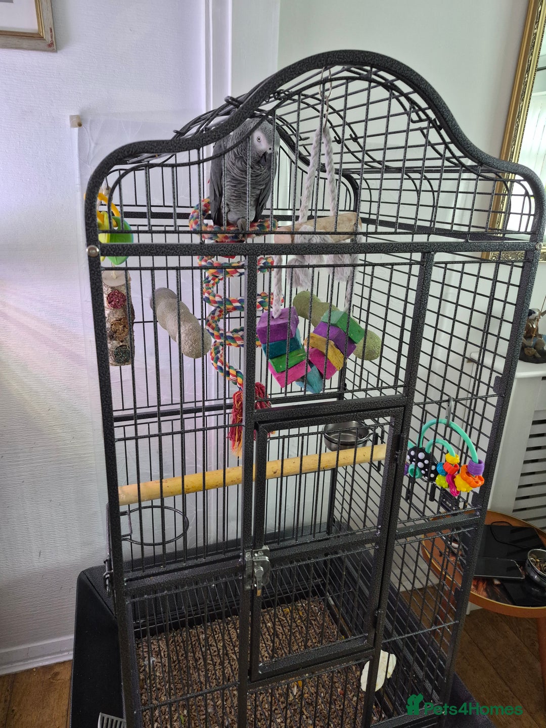 Parrots birds for sale: African grey parrot  - Advert 6