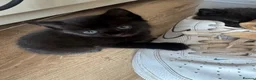 Domestic Shorthair cats for sale: Ginger girl/boy Black girl/boy kittens for sale  in Loughborough - Advert 39