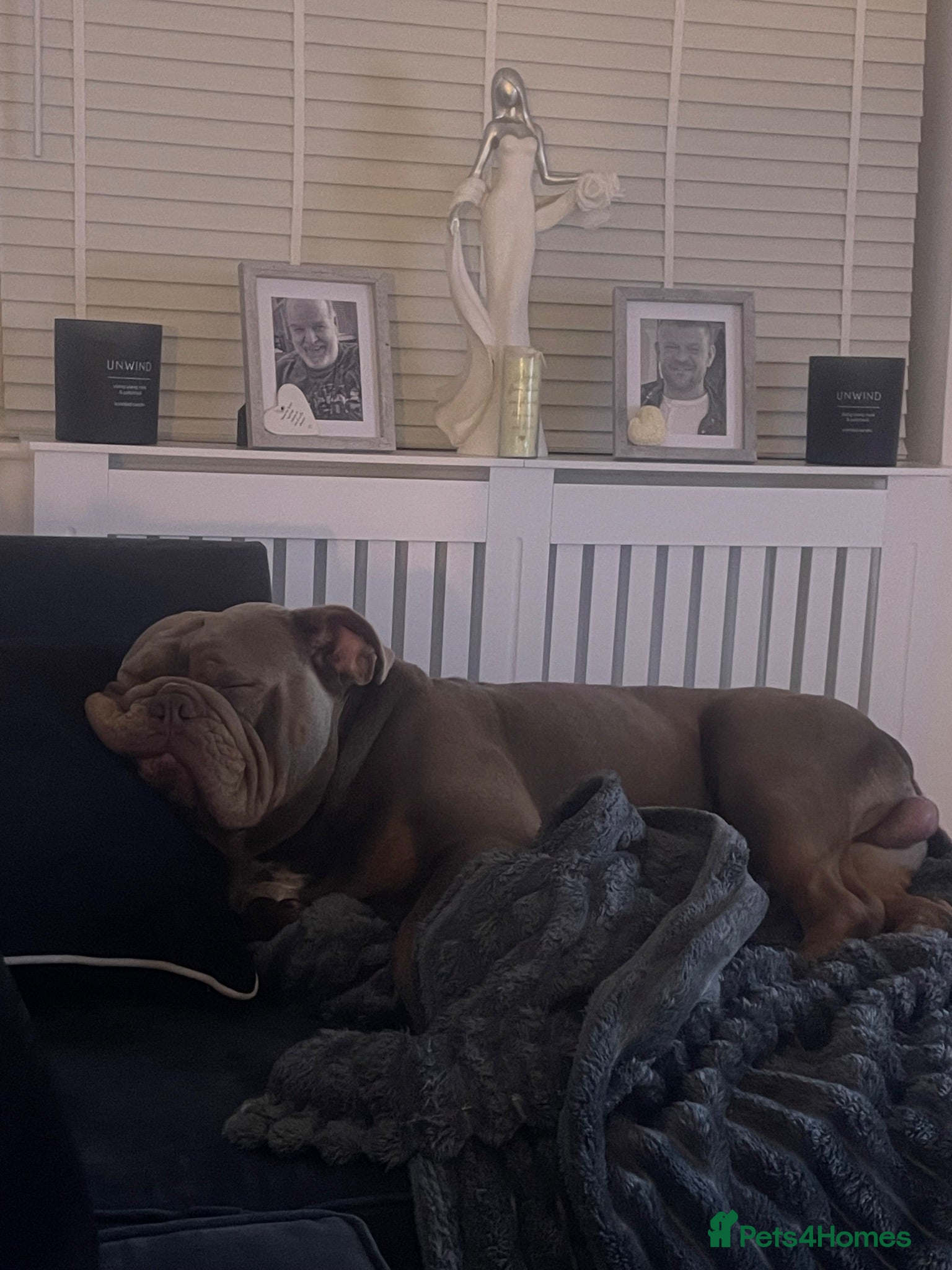 Olde English Bulldogge dogs Olde tyme English bulldog - Advert 1