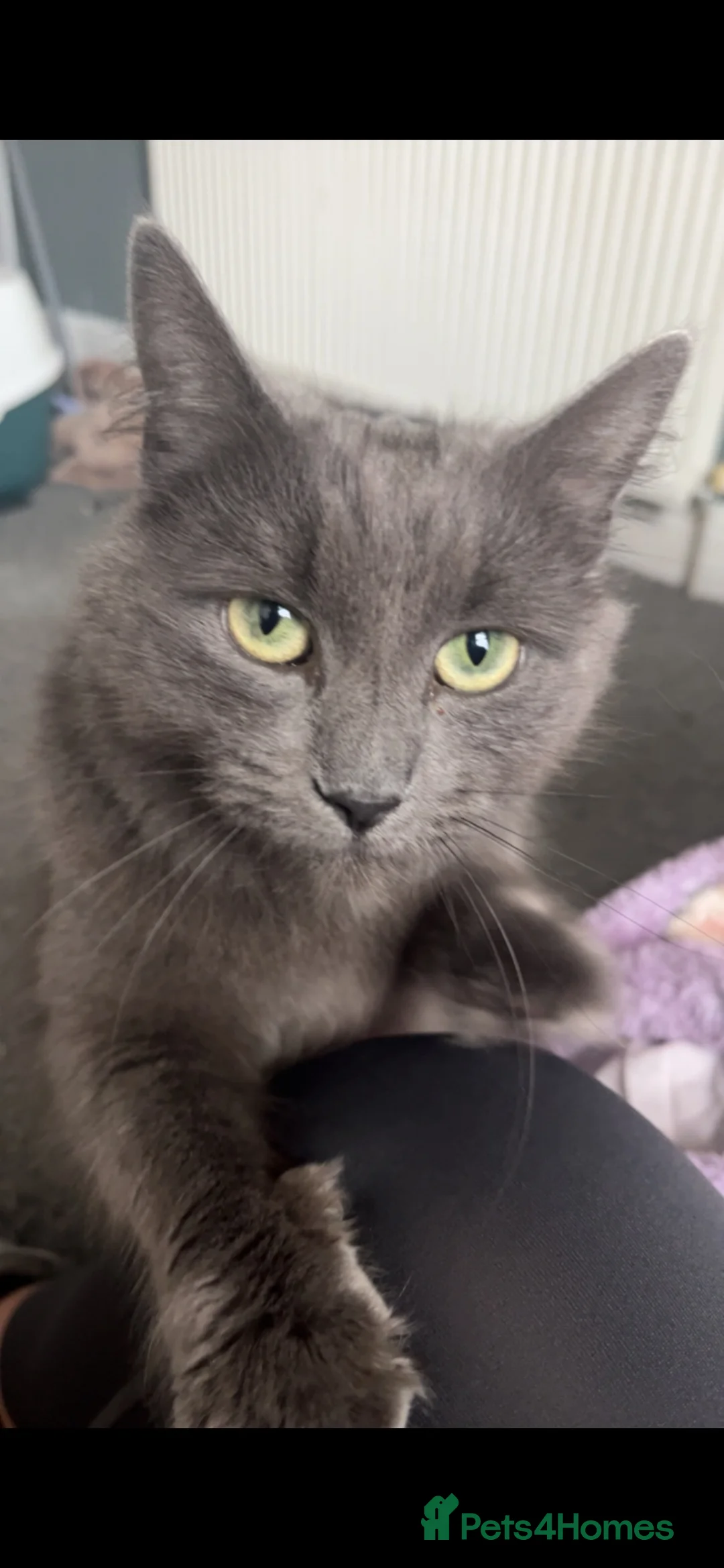 Nebelung cats for sale: Beautiful Grey Nebelung Female - Advert 2