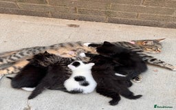 Mixed Breed cats for sale: Mixed breed kittens looking for good forever homes - Image 4