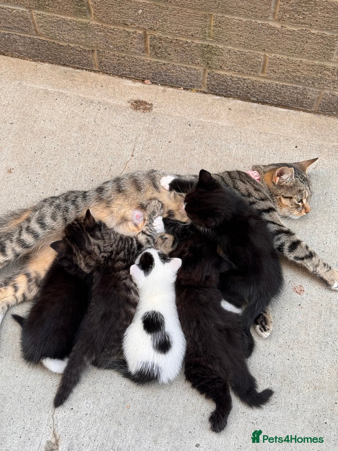Mixed Breed cats for sale: Mixed breed kittens looking for good forever homes - Image 4