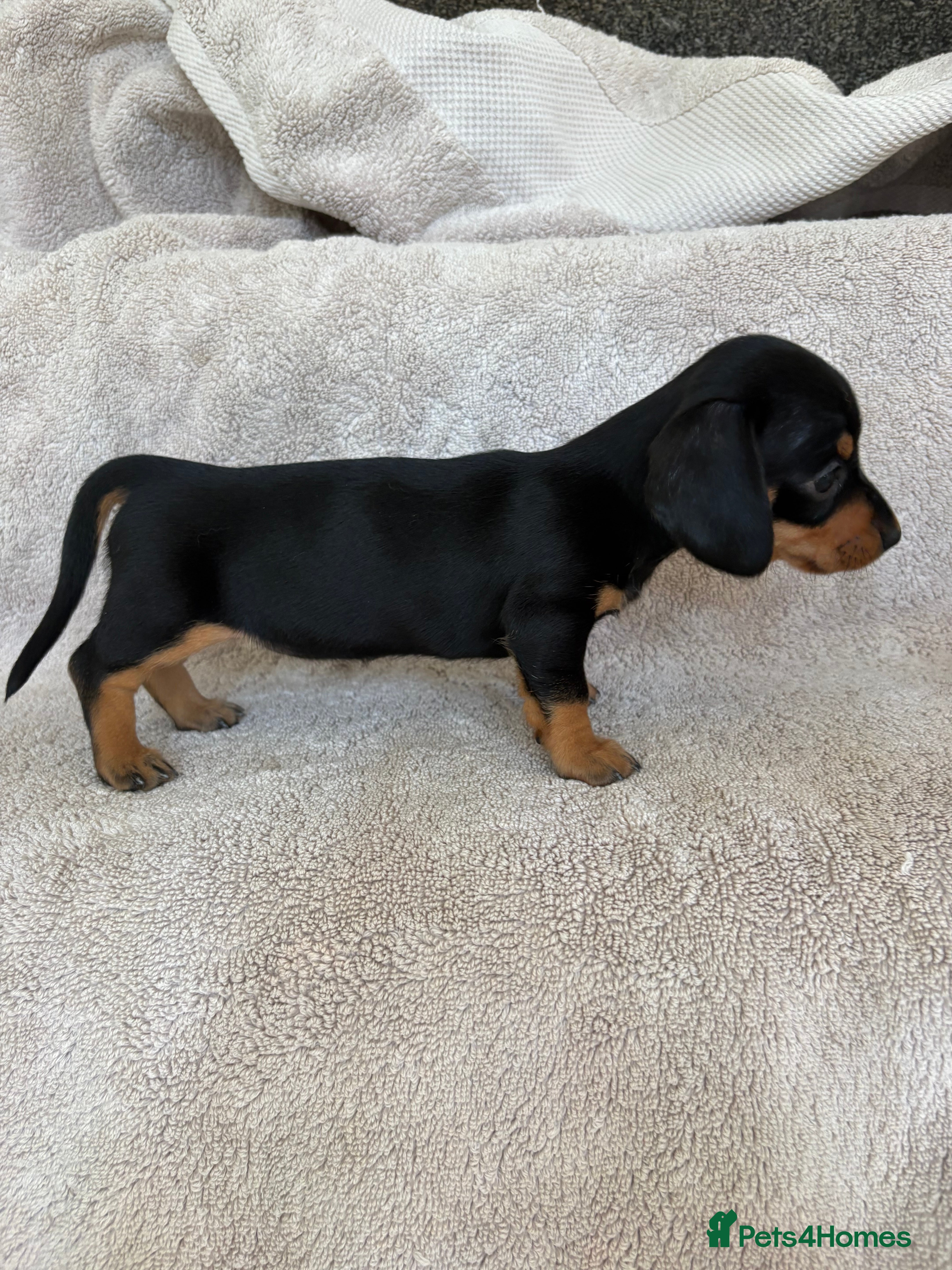 Miniature Dachshund dogs Miniature Smooth Dachshund's  - Advert 2