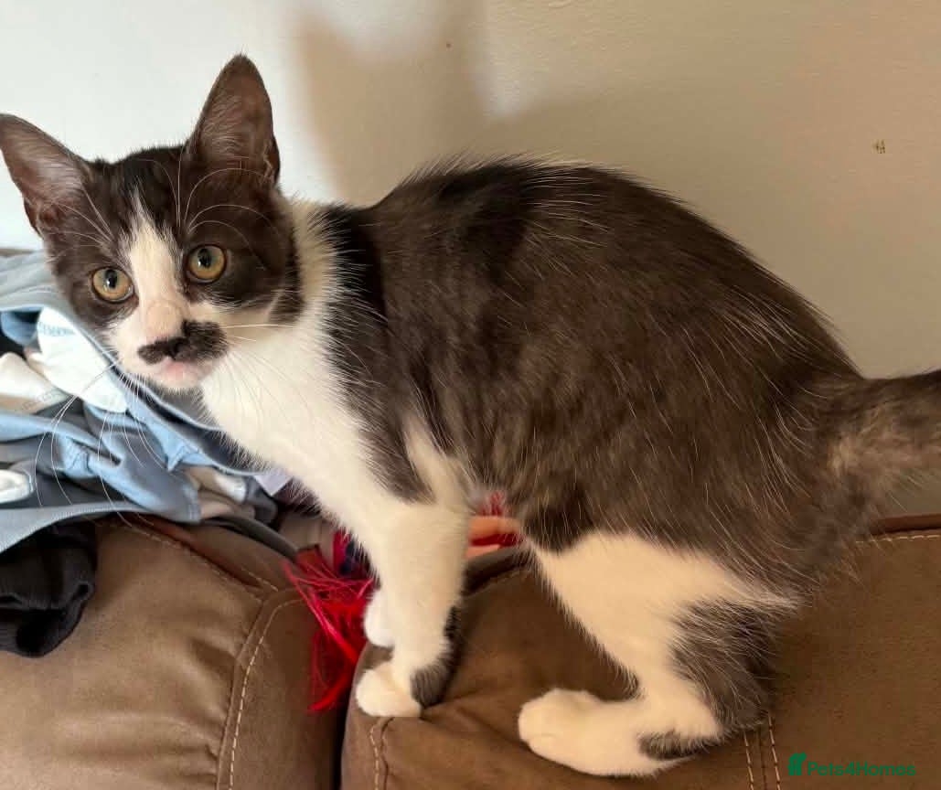 Mixed Breed cats 6 month old female cat  - Advert 7
