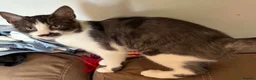 Mixed Breed cats for sale: 6 month old female cat  - Advert 1
