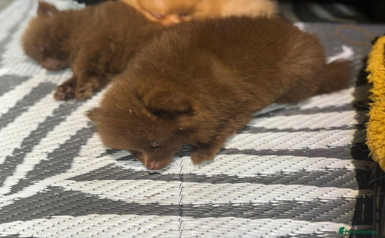 Pomeranian dogs - Advert 2