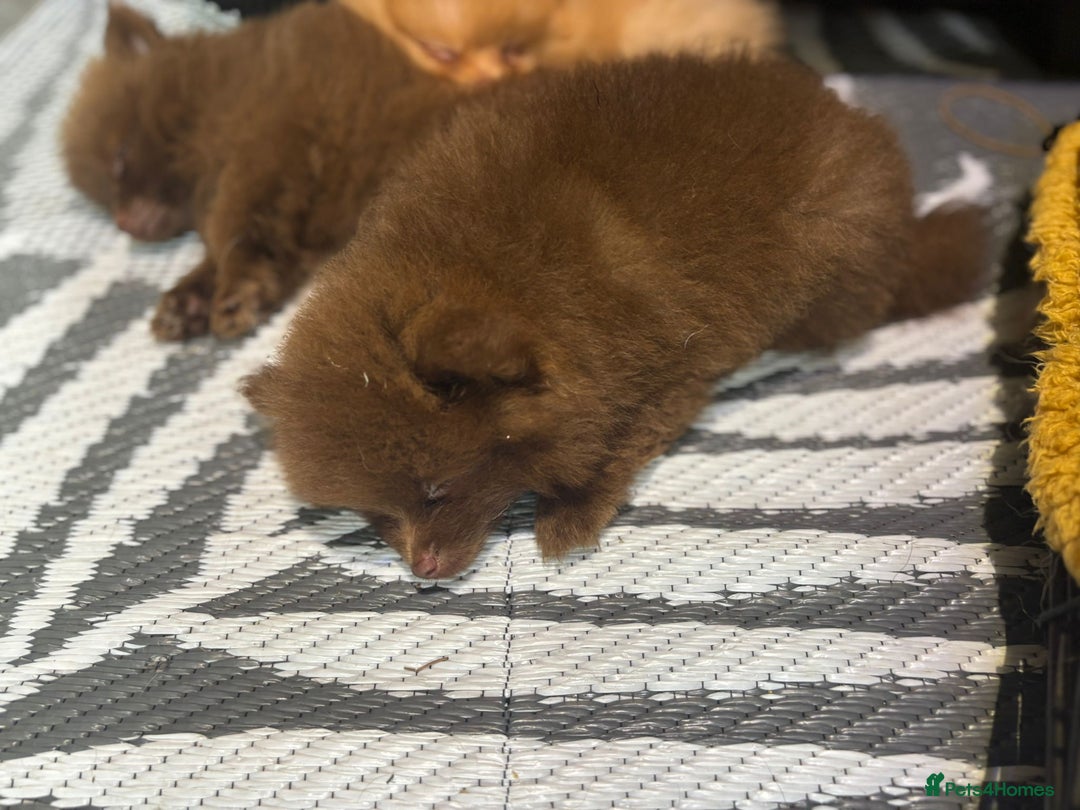 Pomeranian dogs for sale: Pomeranian,  from fully health tested parents  - Image 1