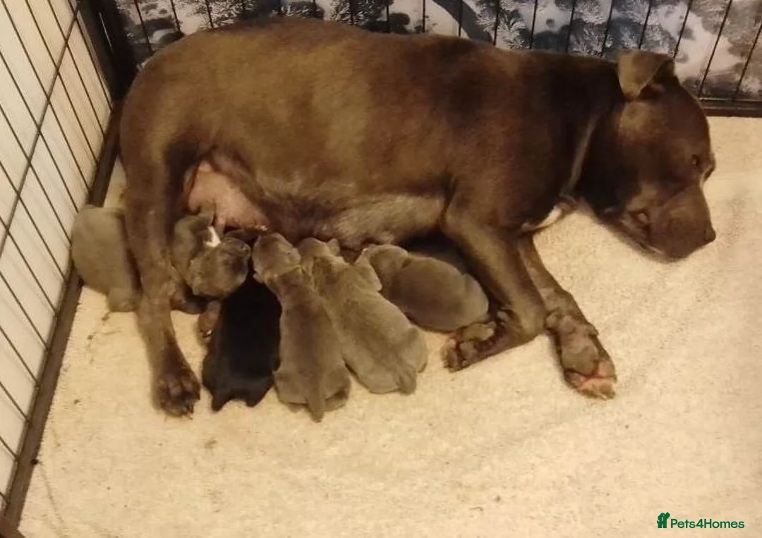 Staffordshire Bull Terrier dogs for sale: Staffordshire Bull Terrier Puppies for Sale in London - Advert 6