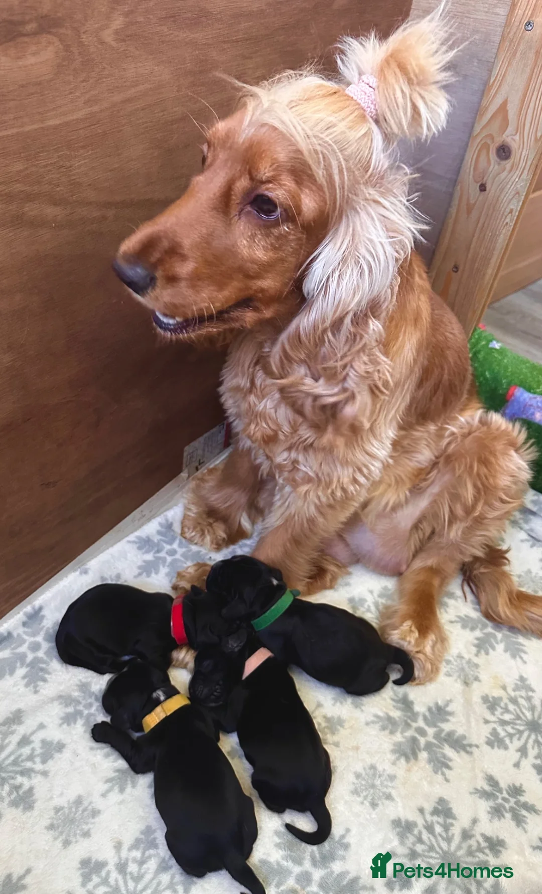 Cocker Spaniel dogs for sale: 🐶🐾 SHOW COCKER SPANIELS FOR SALE🐾🐶 - Advert 1