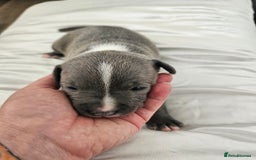 Staffordshire Bull Terrier dogs for sale:  Unique Classic Markings - Image 36