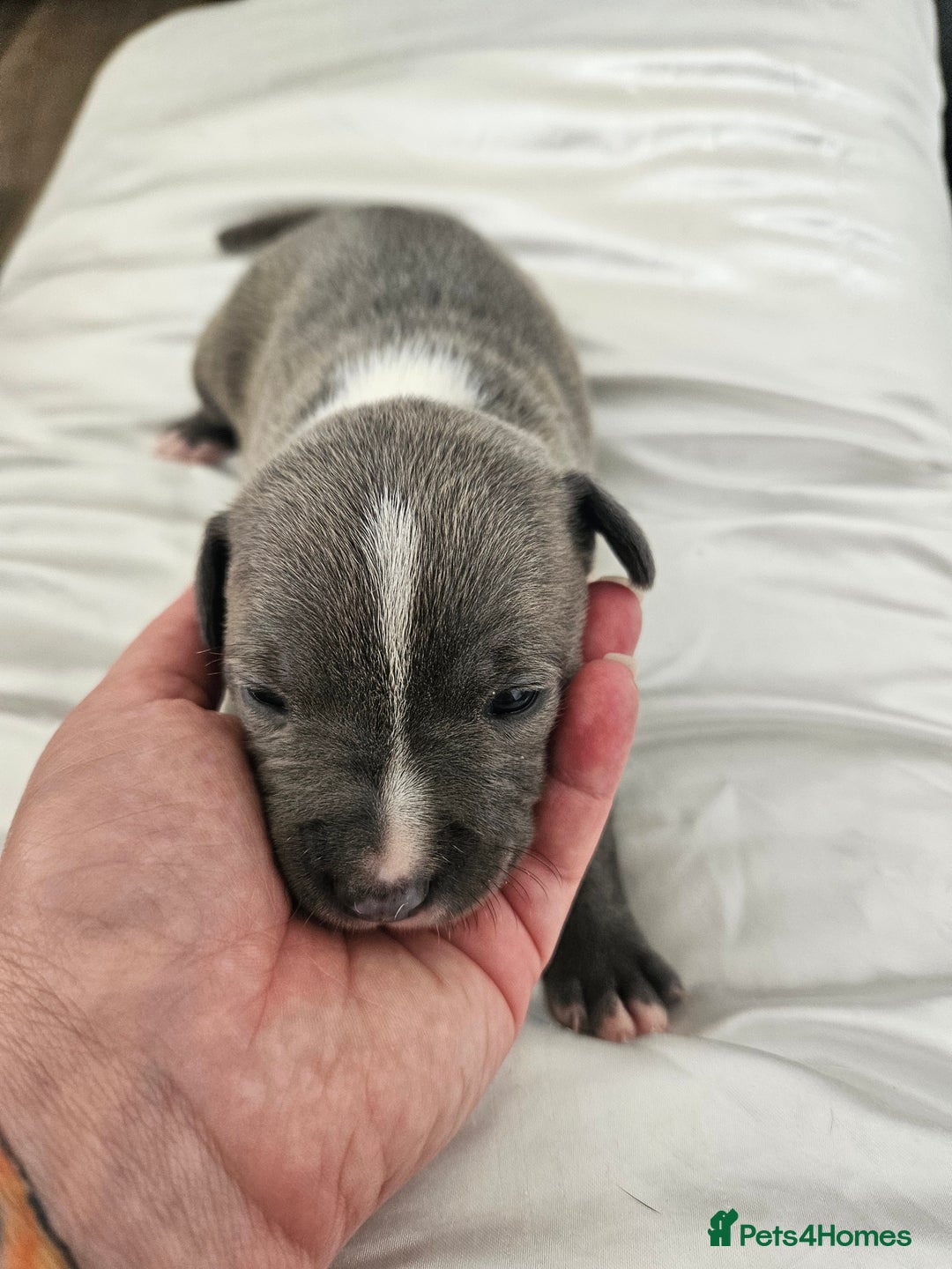 Staffordshire Bull Terrier dogs for sale:  Unique Classic Markings - Image 36