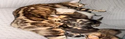 Bengal cats for sale: Bengal Snow Marble, Rosette Brown & Dark Marble  - Advert 7