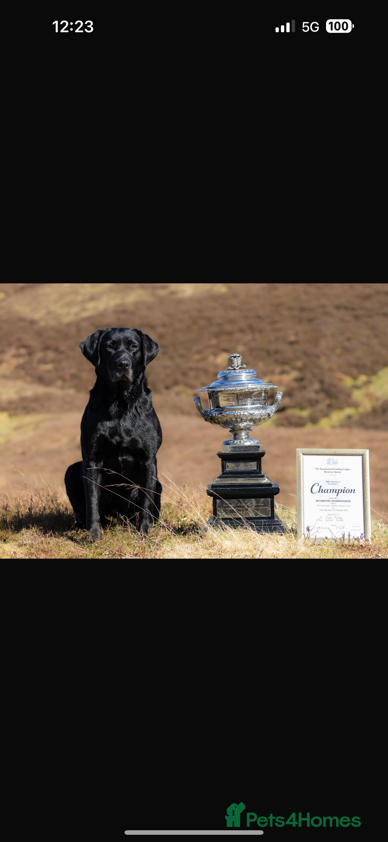Labrador Retriever dogs 2024 igl championship winning sired Labradors  - Advert 1