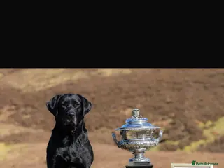 Labrador Retriever dogs 2024 igl championship winning sired Labradors - Advert 1