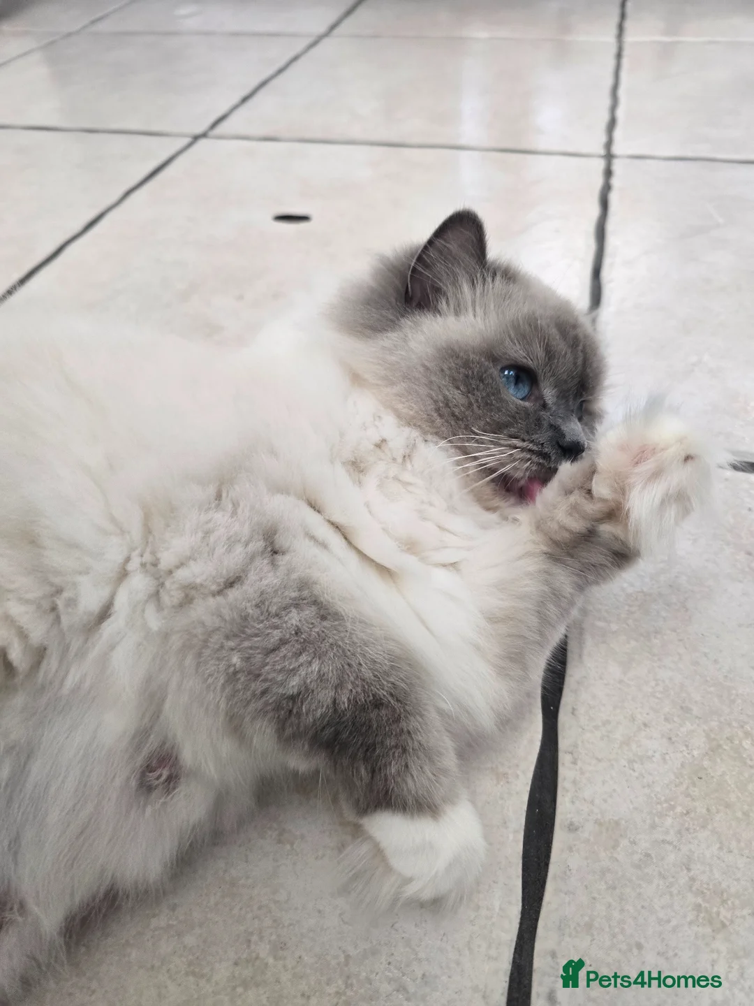 Ragdoll cats for sale: European Blue Mitted Ragoll - Advert 2