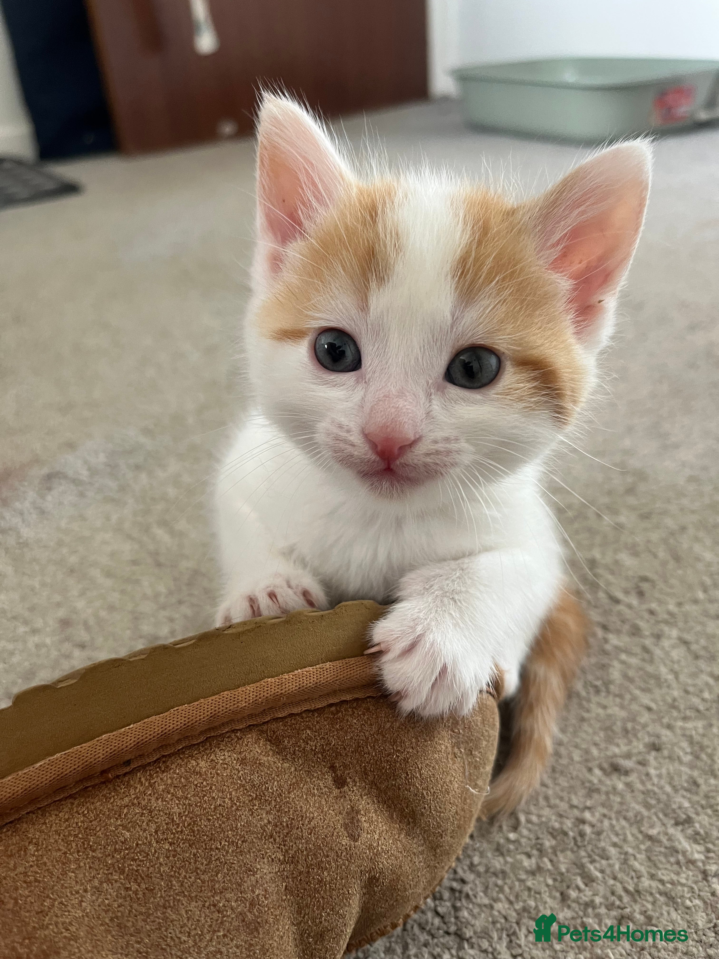 Mixed Breed cats for sale: 6 friendly and playful kittens - Advert 35