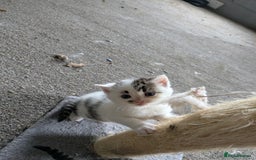 Mixed Breed cats for sale: 6 Adorable Kittens, Great Present! - Advert 5