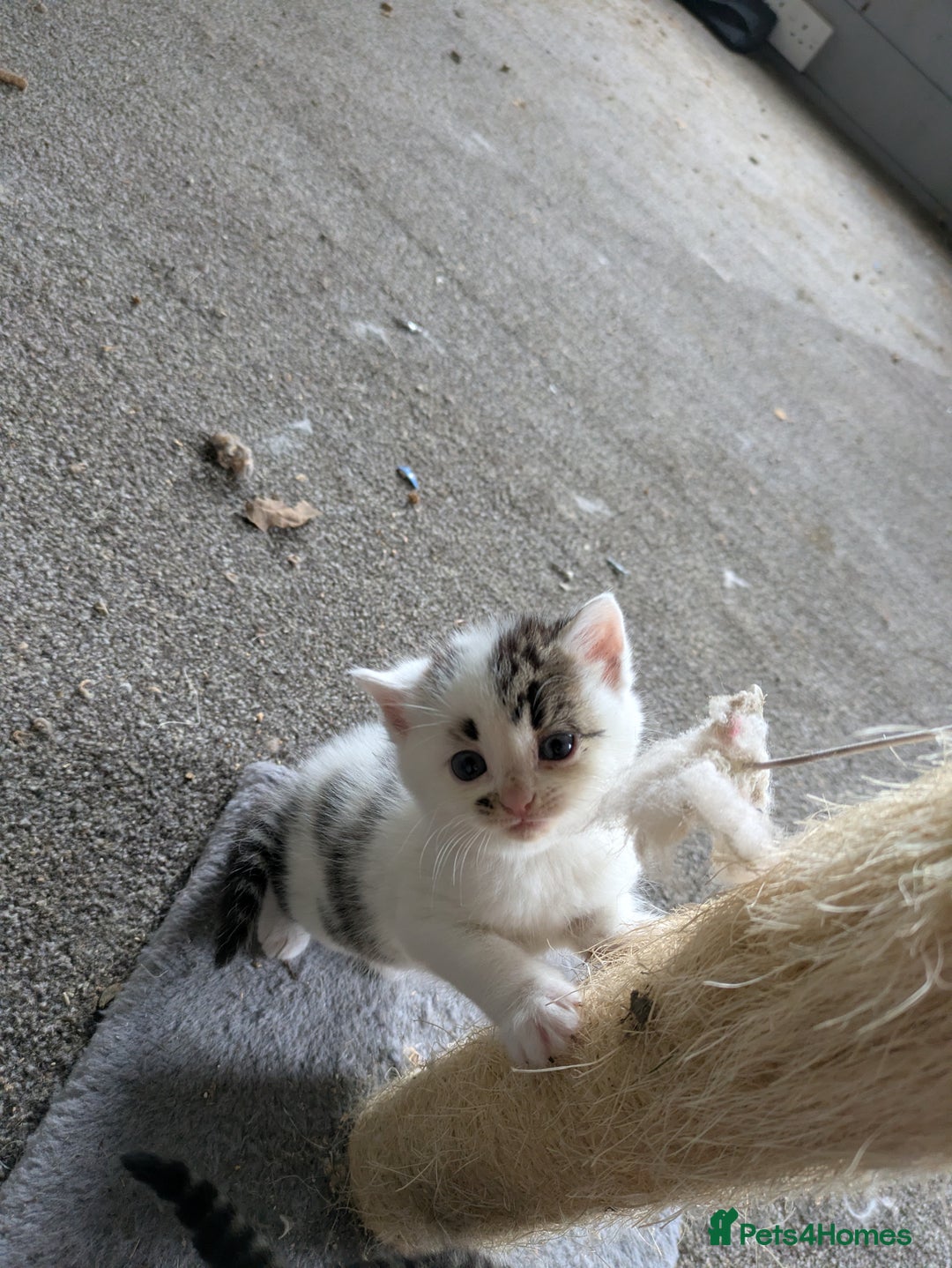 Mixed Breed cats for sale: 6 Adorable Kittens, Great Present! - Advert 5