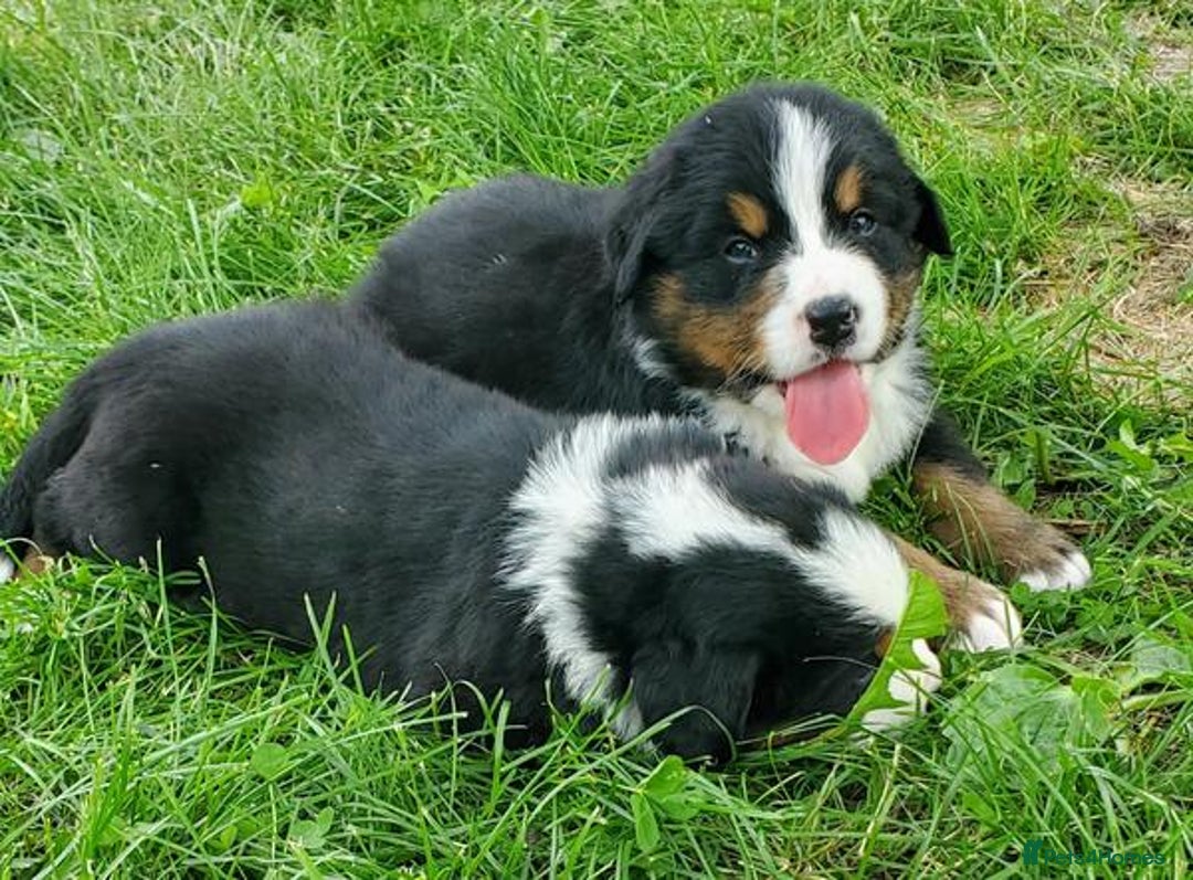 Bernese Mountain Dog dogs for sale: Bernese Mountain Puppies - Image 5