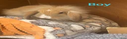 Mini Lion Lop rabbits for sale: Mini Lion Lop baby bunnies For Sale - Advert 5