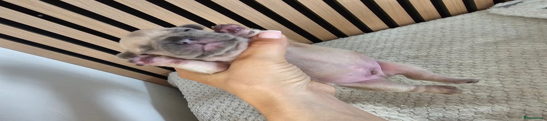 French Bulldog Puppy 2