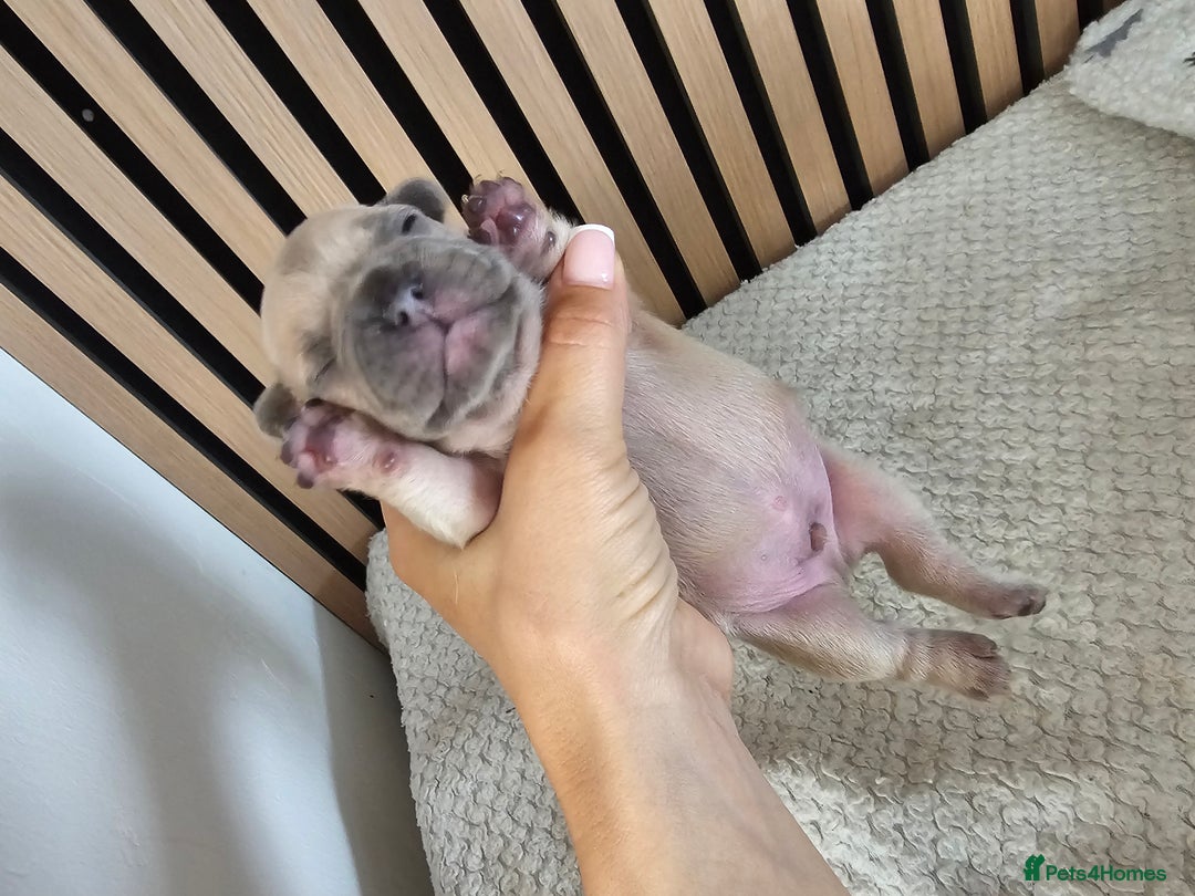 French Bulldog dogs for sale: French bulldog puppies  - Image 21