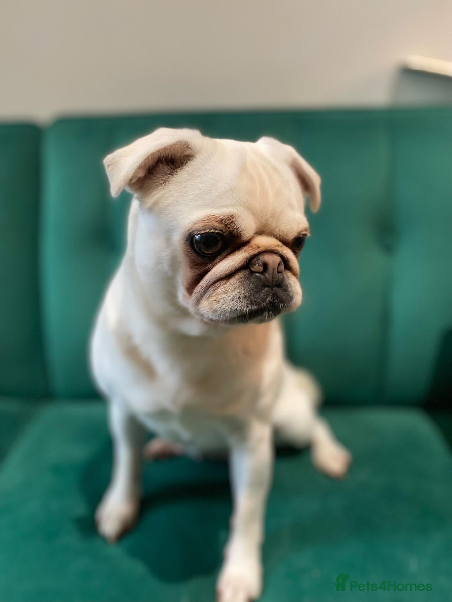 Pug dogs 4 Year old Pug - Advert 2