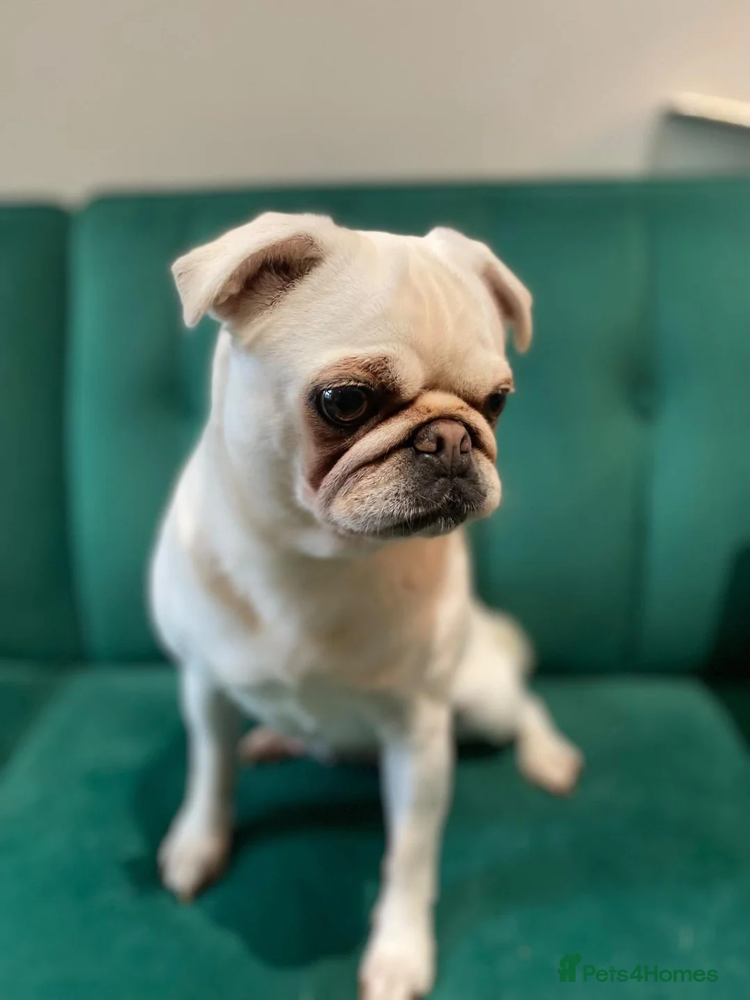 Pug dogs for sale: 4 Year old Pug in Nottingham - Advert 1