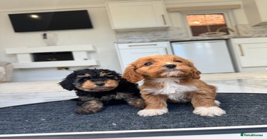 Cockapoo dogs F1 pra clear Cockapoos  - Advert 1