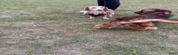 Miniature Dachshund dogs for sale: Miniature dashaund puppies  - Advert 2
