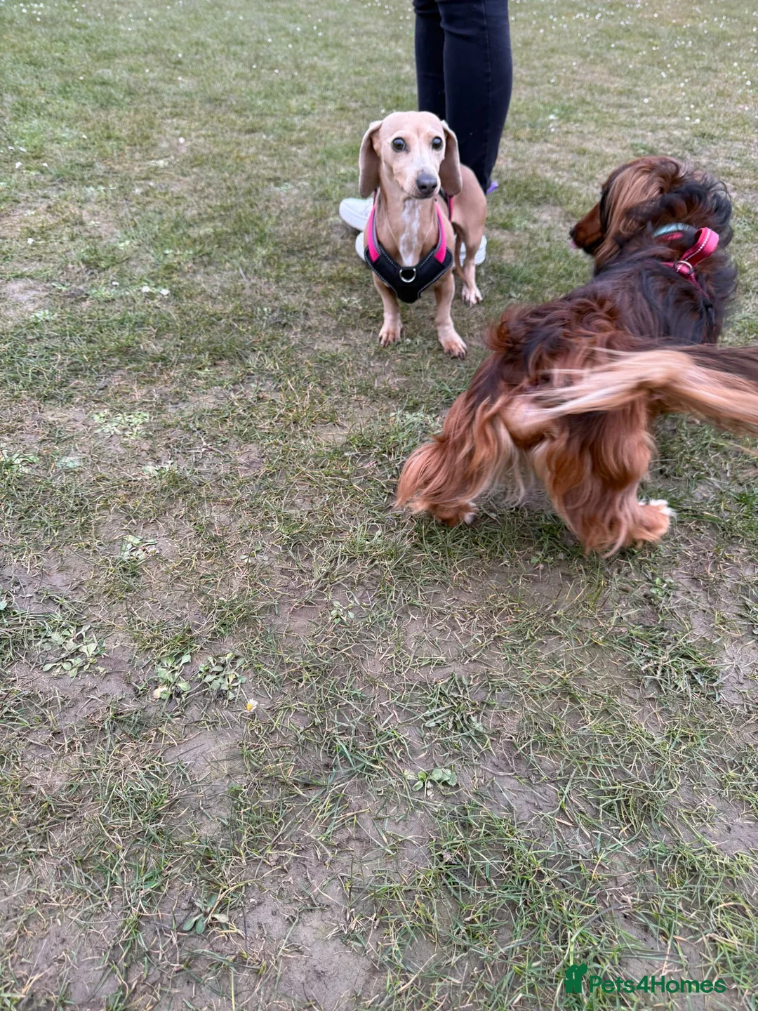 Miniature Dachshund dogs for sale: Miniature dashaund puppies  - Advert 2