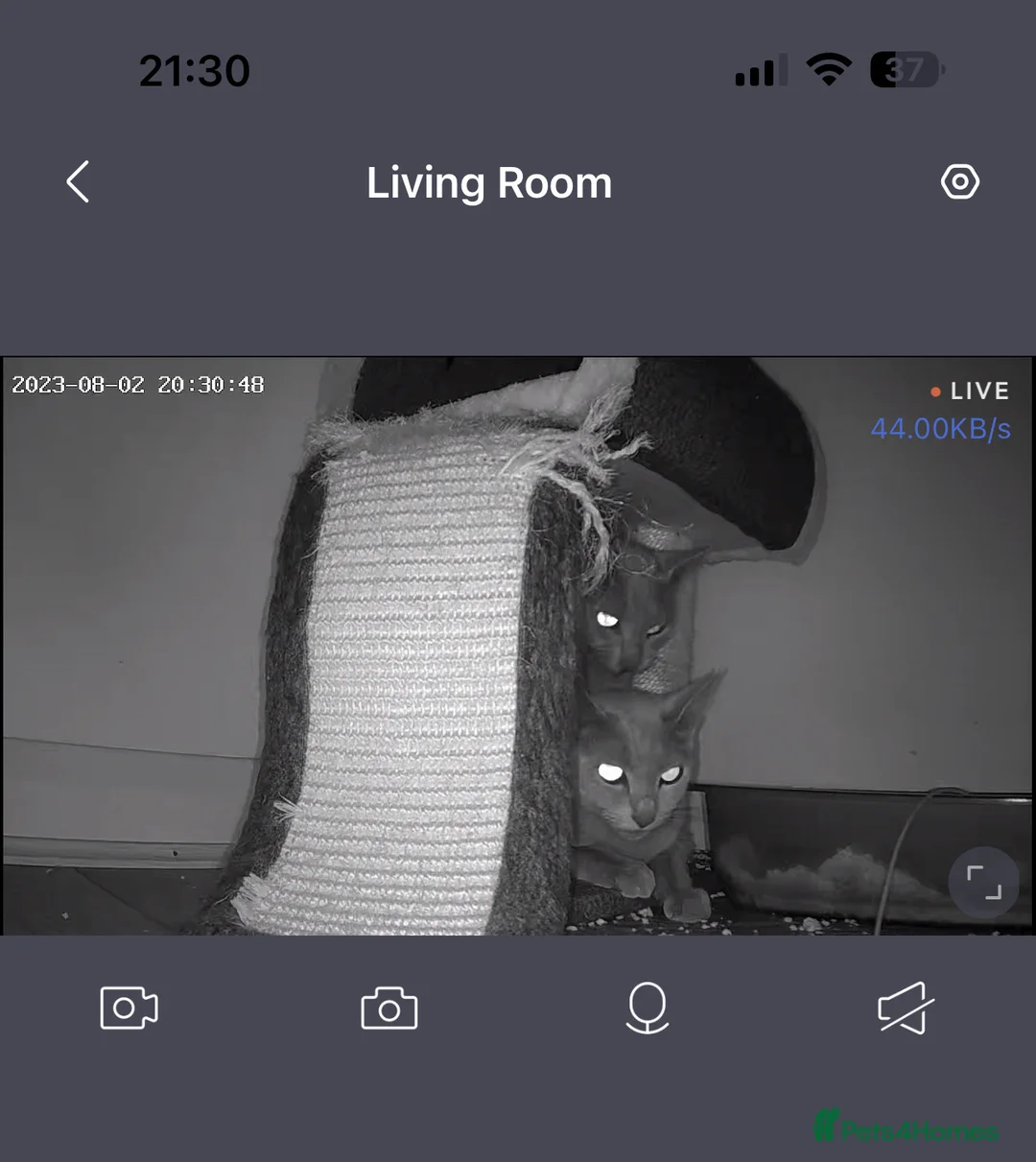 Russian Blue cats for stud: TICA & GCCF Genetically tested Russian Blue Stud in Northampton - Advert 5