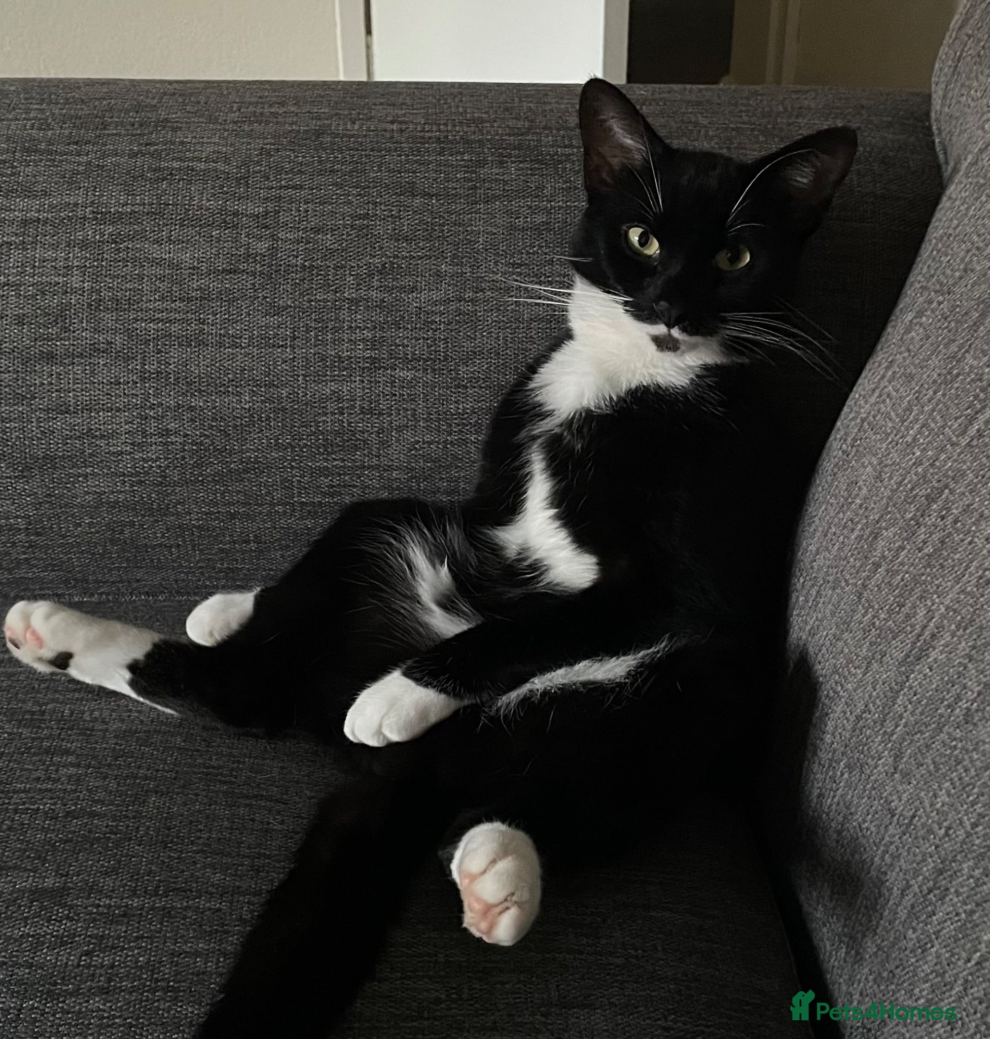 Mixed Breed cats For sale to a great home  - Advert 3
