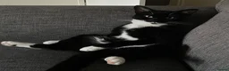 Mixed Breed cats for sale: For sale to a great home  in Derby - Advert 1