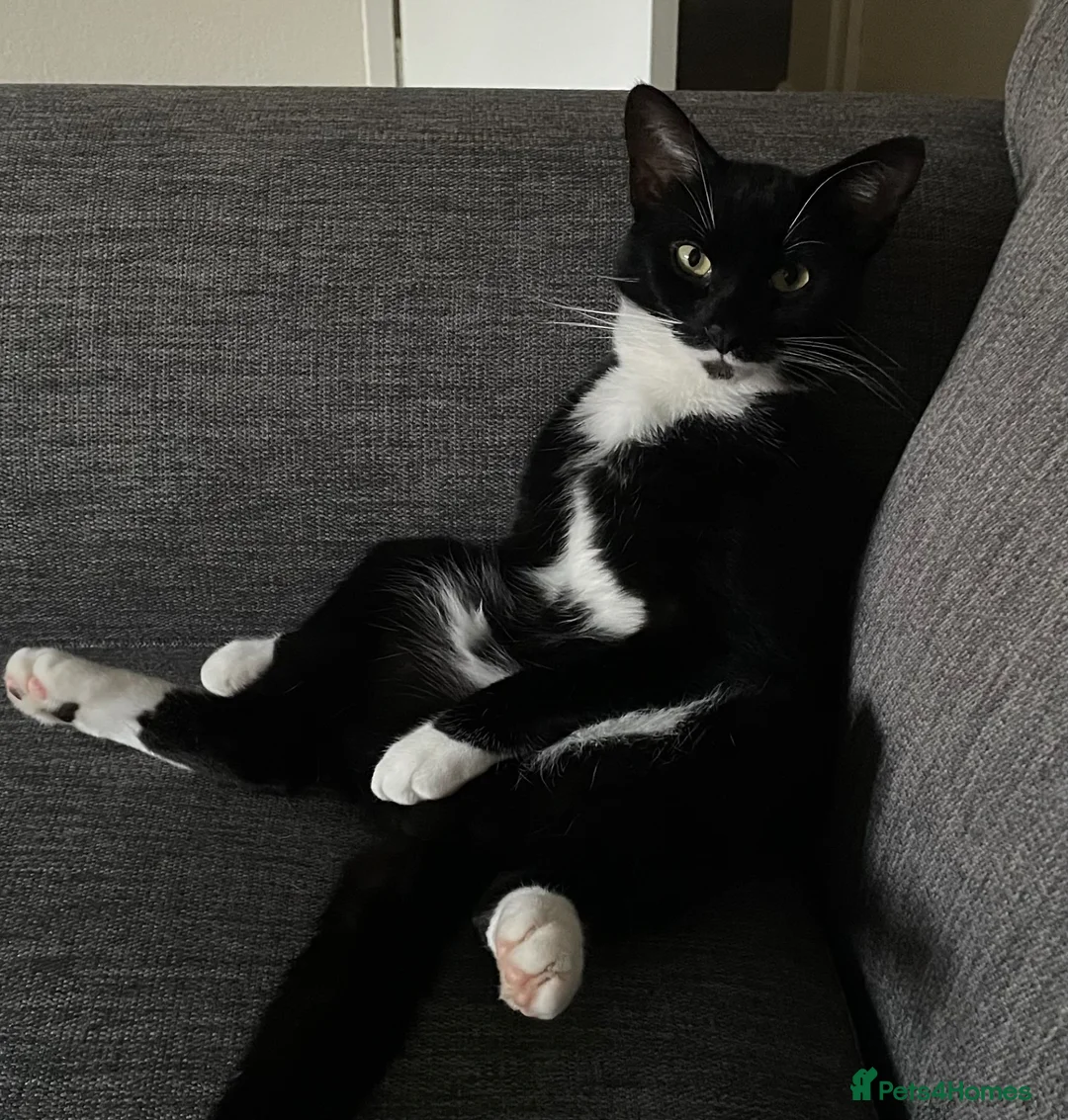Mixed Breed cats for sale: For sale to a great home  in Derby - Advert 1