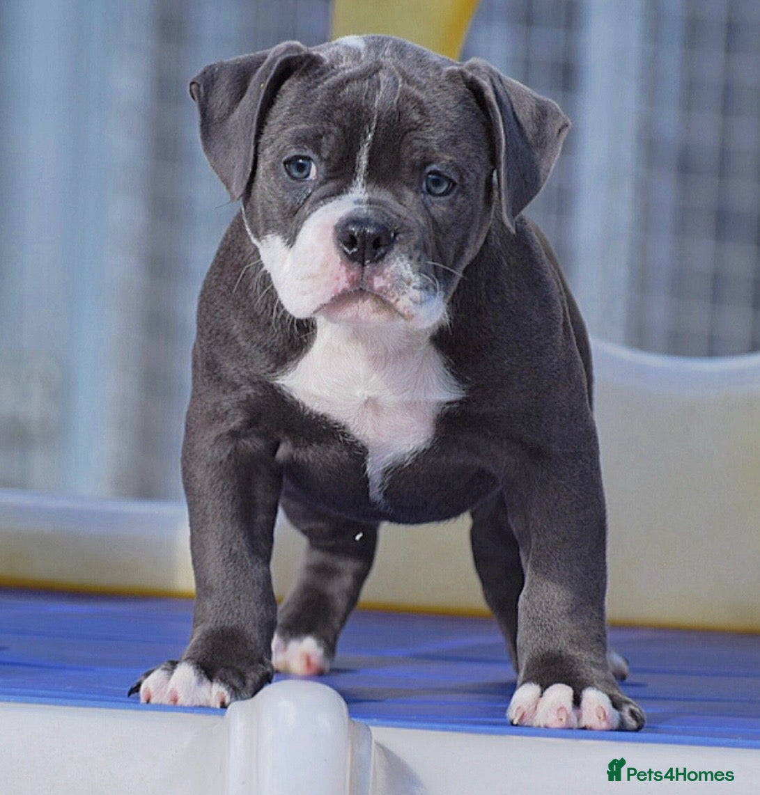 Olde English Bulldogge dogs Professionals, 23 years experience,  - Advert 3