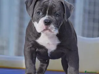 Olde English Bulldogge dogs Professionals, 23 years experience, - Advert 6