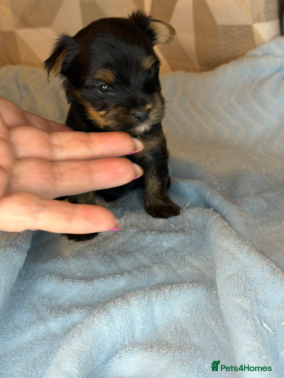 Yorkshire Terrier dogs for sale: For sale Tiny Yorkshire Terrier - Advert 5