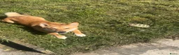 Mixed Breed dogs for sale: Corgi Inu - Advert 3